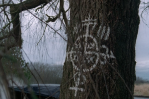 trees, Nature, Symbols, The X Files