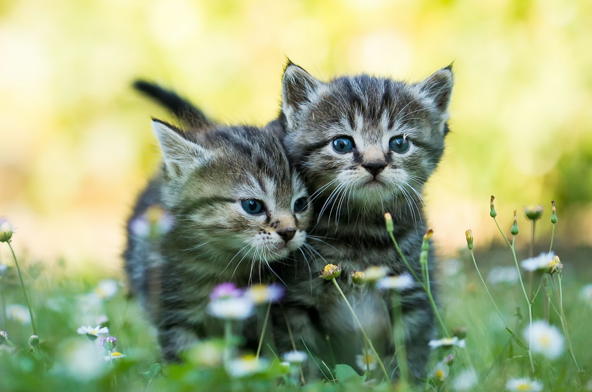 baby animals, Kittens, Cat Wallpaper