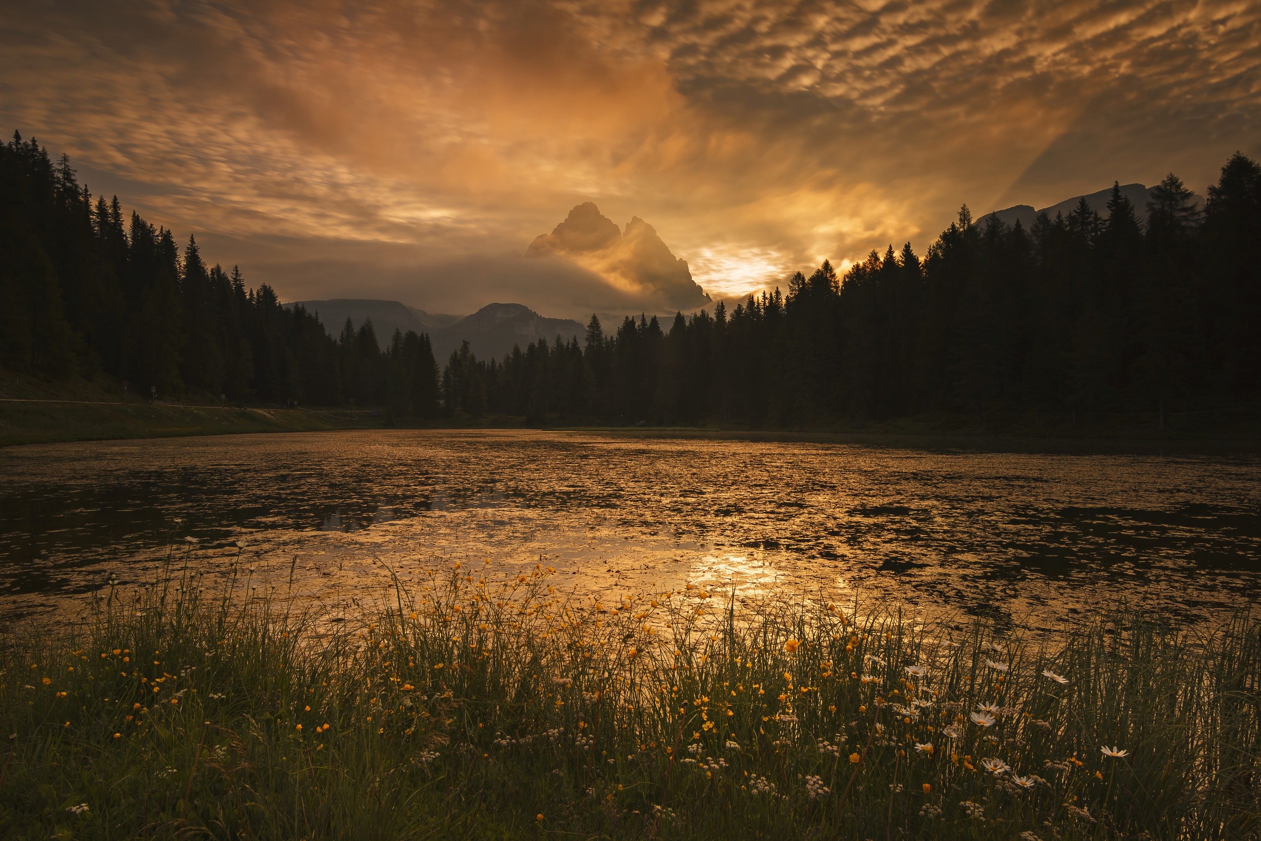 photography, Nature, Landscape, Morning, Sunlight, Sunrise, Wildflowers, Gold, Sky, River, Mountains, Forest Wallpaper