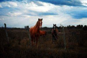 horse, Uruguay, Animals, Fence