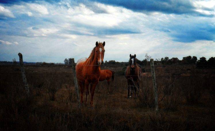 horse, Uruguay, Animals, Fence HD Wallpaper Desktop Background