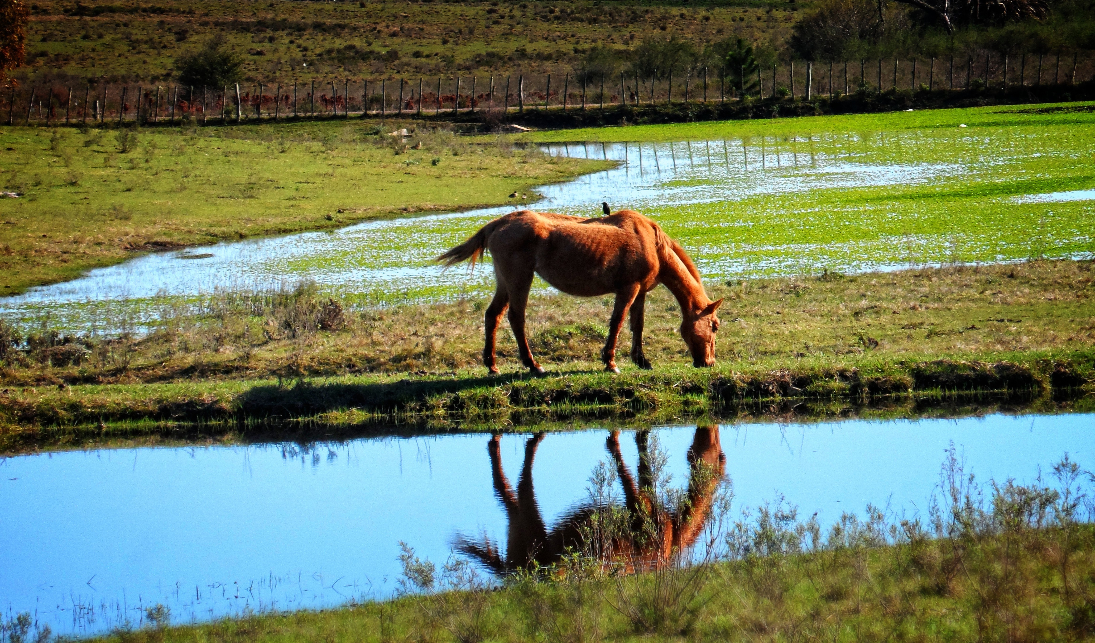 horse, River Wallpaper