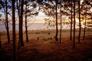 sea, Forest, Sunset, Uruguay