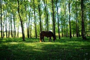 horse, Nature, Uruguay, Animals, Trees