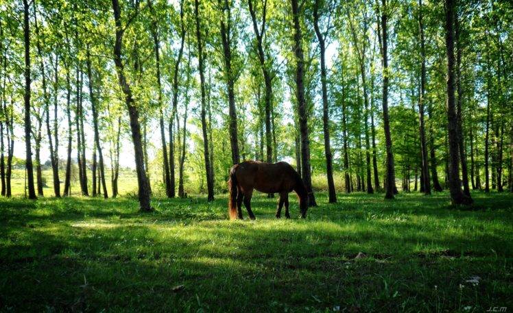 horse, Nature, Uruguay, Animals, Trees HD Wallpaper Desktop Background