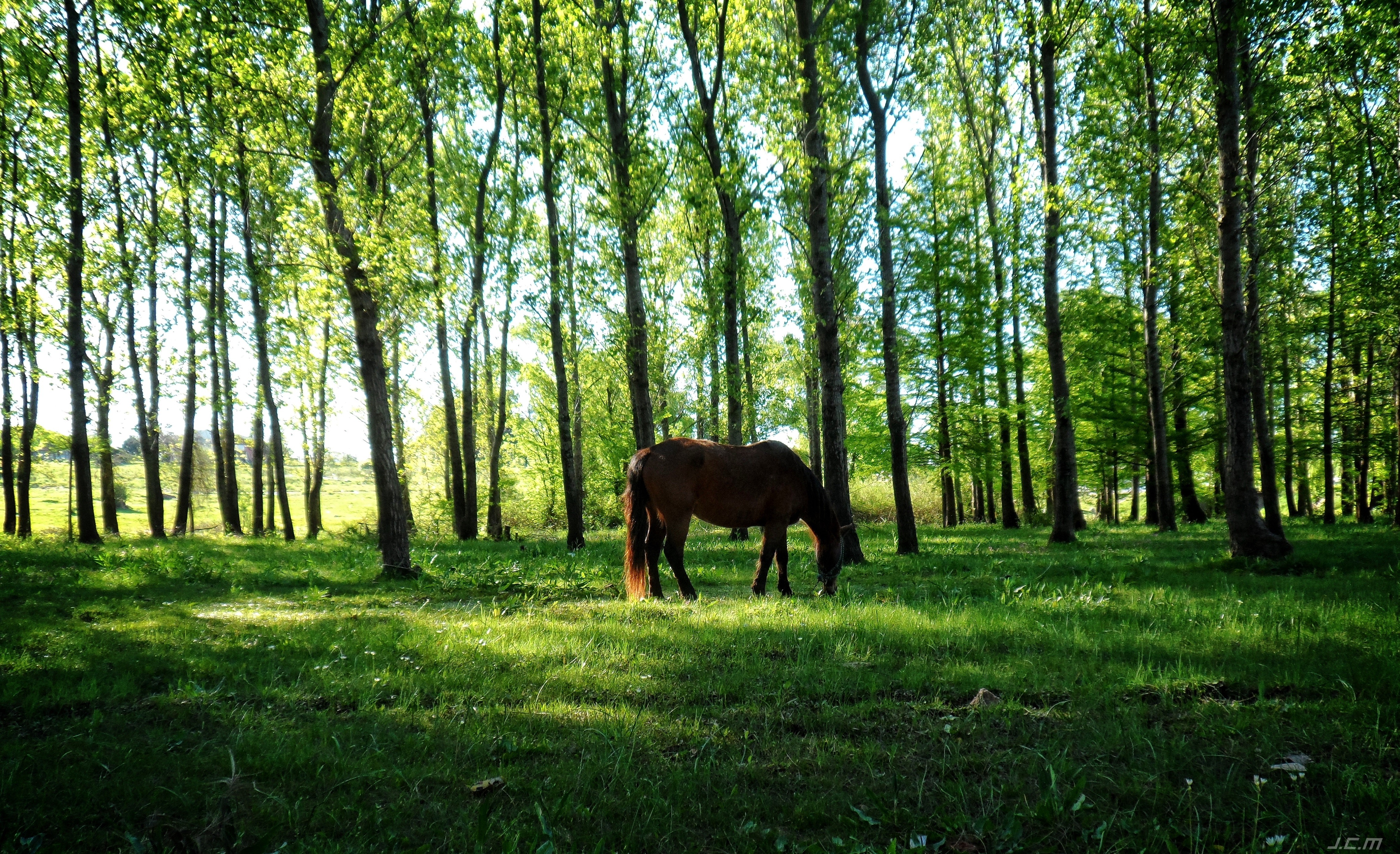 horse, Nature, Uruguay, Animals, Trees Wallpaper