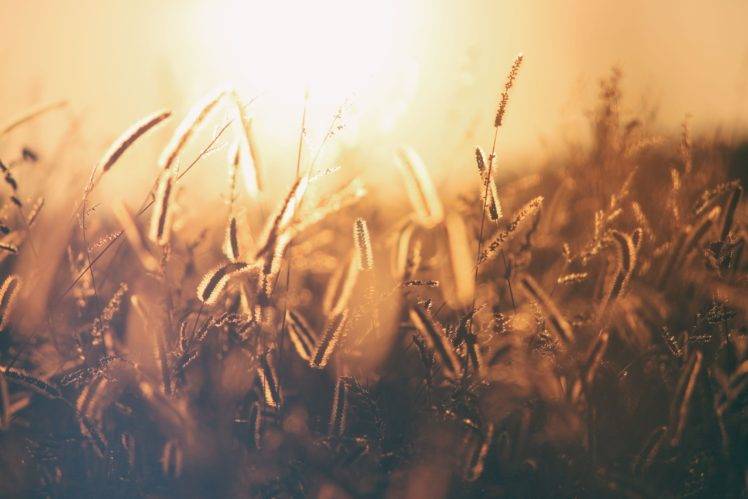 landscape, Field, Wheat, Sunset HD Wallpaper Desktop Background