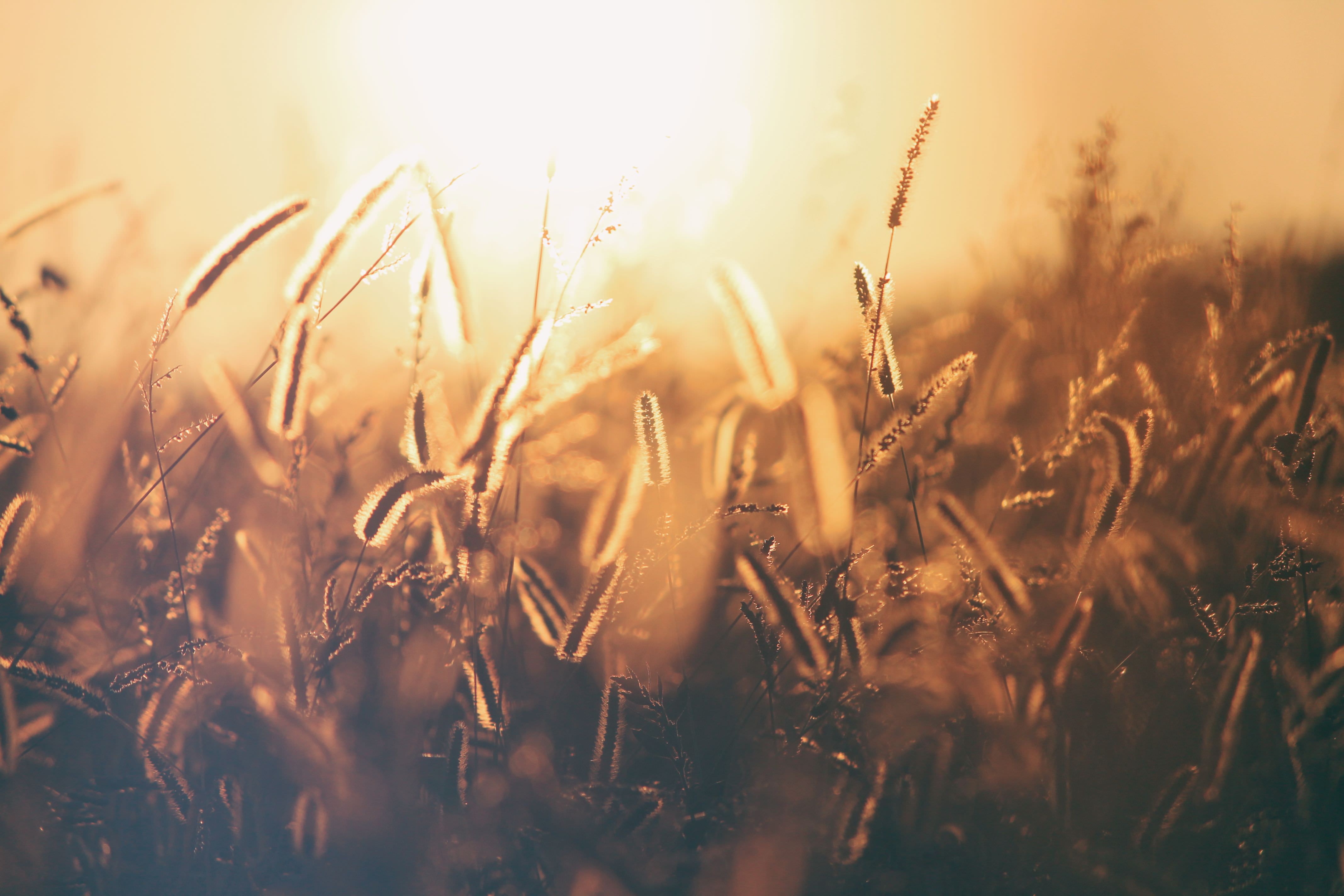 landscape, Field, Wheat, Sunset Wallpaper
