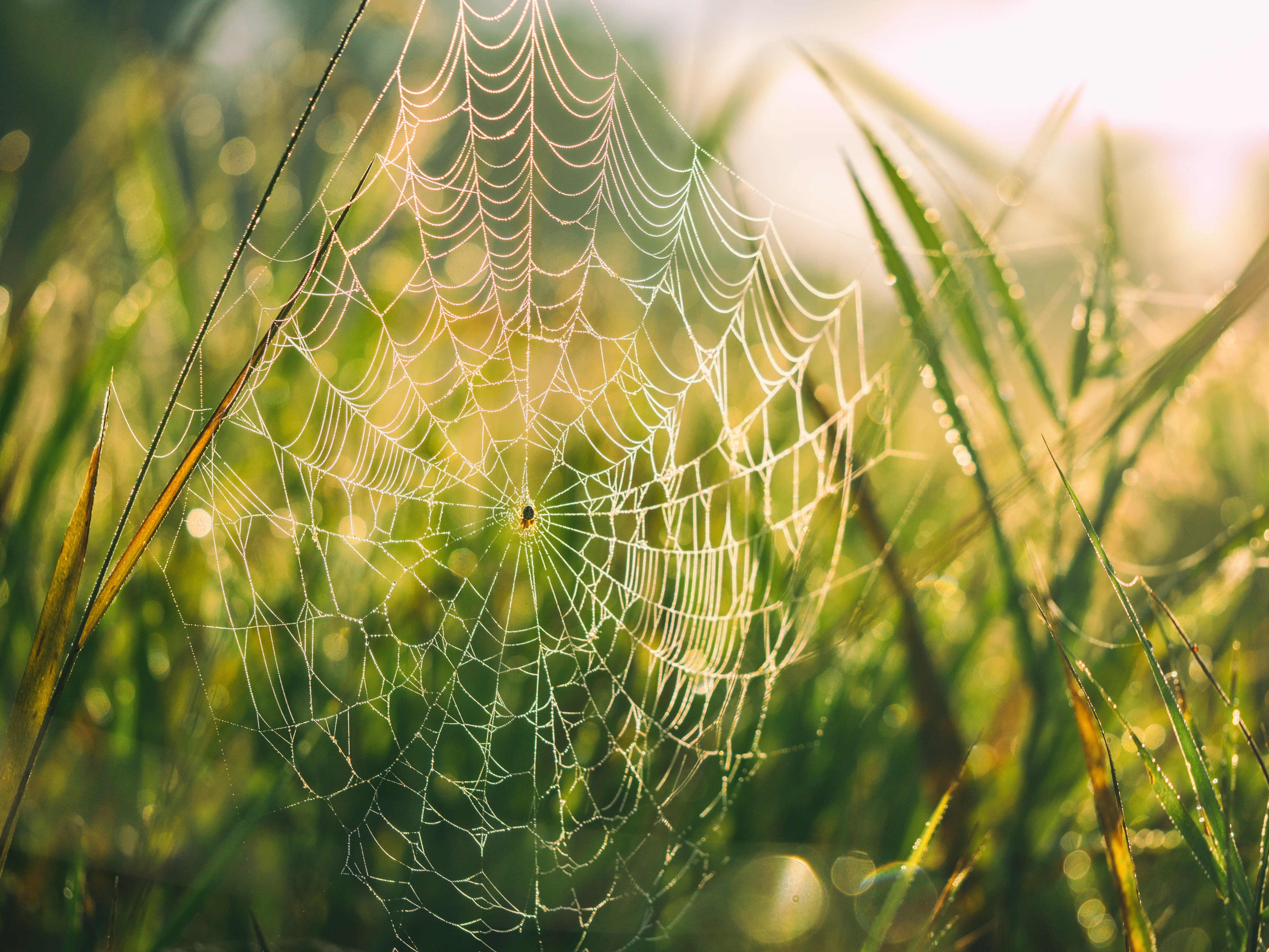 landscape, Spiderwebs, Spider Wallpaper