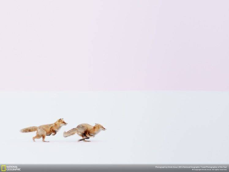 animals, National Geographic, Fox HD Wallpaper Desktop Background