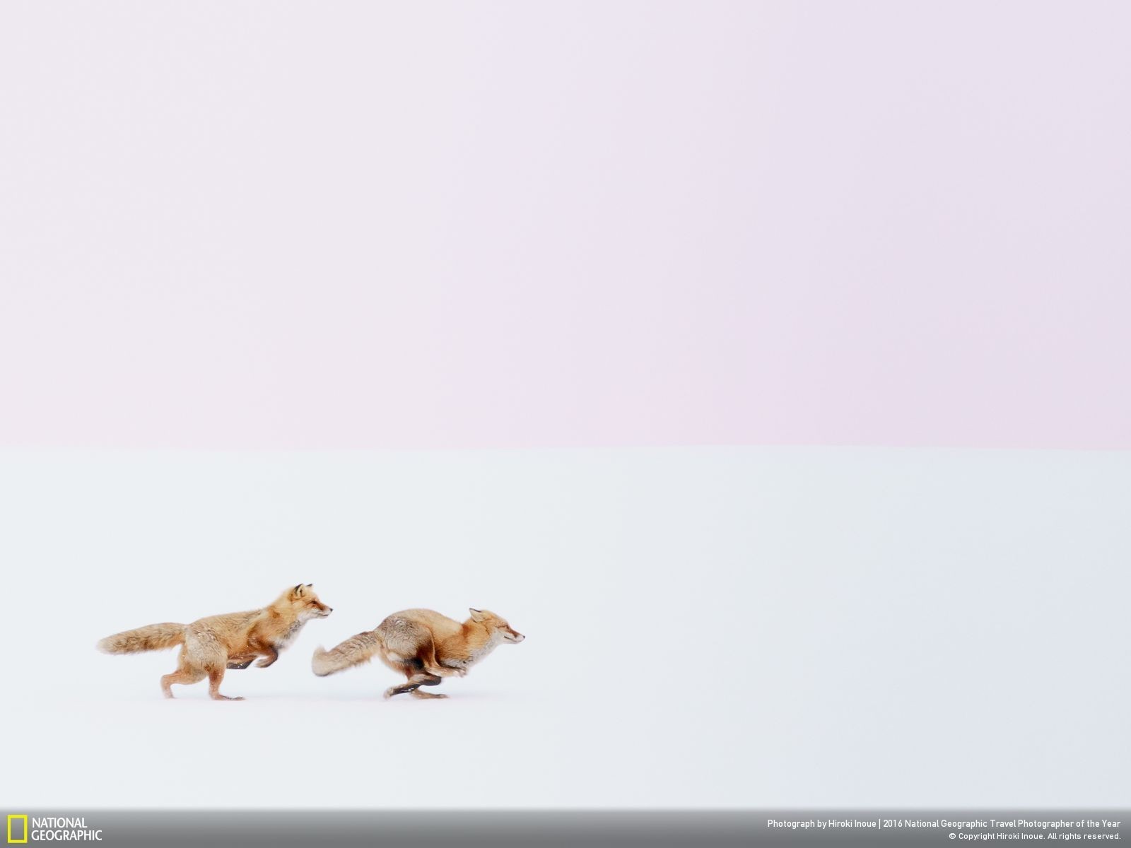 animals, National Geographic, Fox Wallpaper
