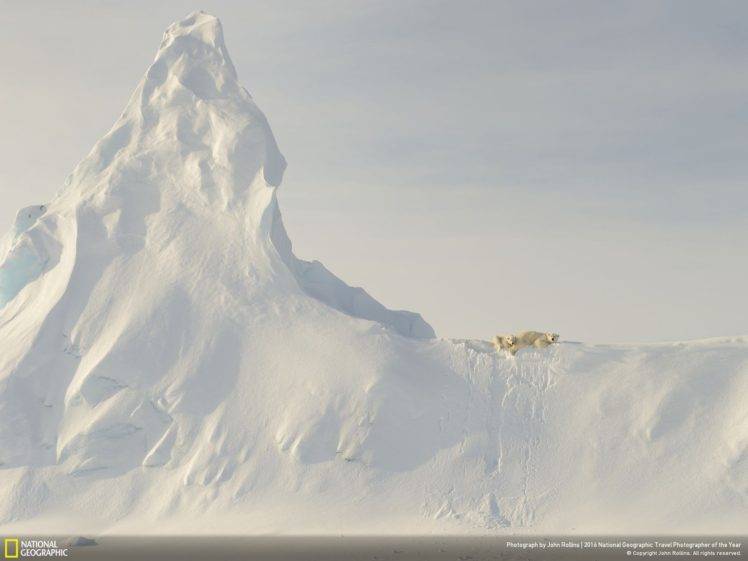 animals, National Geographic, Polar bears HD Wallpaper Desktop Background
