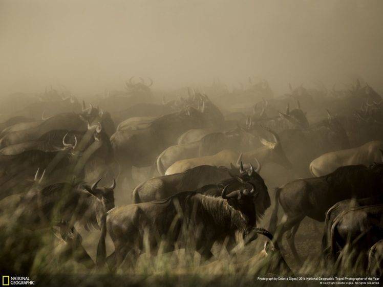 animals, National Geographic, Wildebeests HD Wallpaper Desktop Background