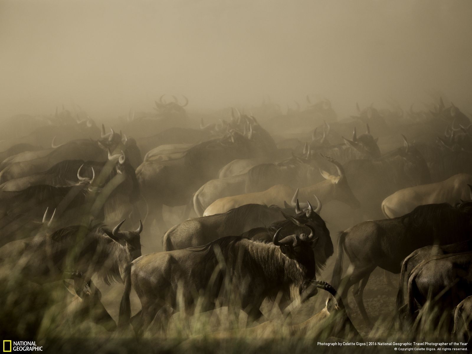 animals, National Geographic, Wildebeests Wallpaper