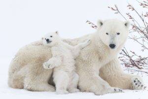 animals, National Geographic, Polar bears, Snow