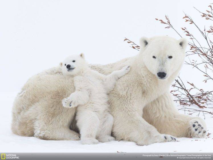 animals, National Geographic, Polar bears, Snow HD Wallpaper Desktop Background