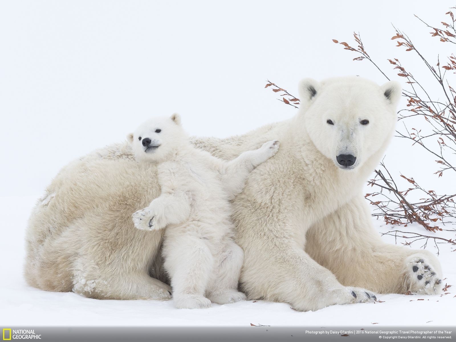 animals, National Geographic, Polar bears, Snow Wallpaper