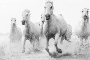 animals, National Geographic, Horse