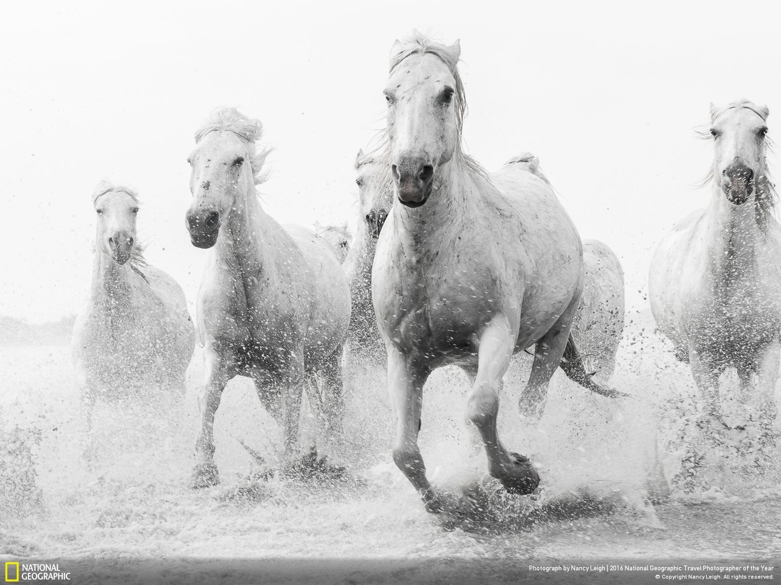 animals, National Geographic, Horse Wallpaper