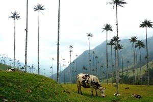 animals, National Geographic, Cow, Palm trees