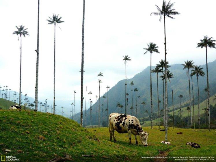 animals, National Geographic, Cow, Palm trees HD Wallpaper Desktop Background