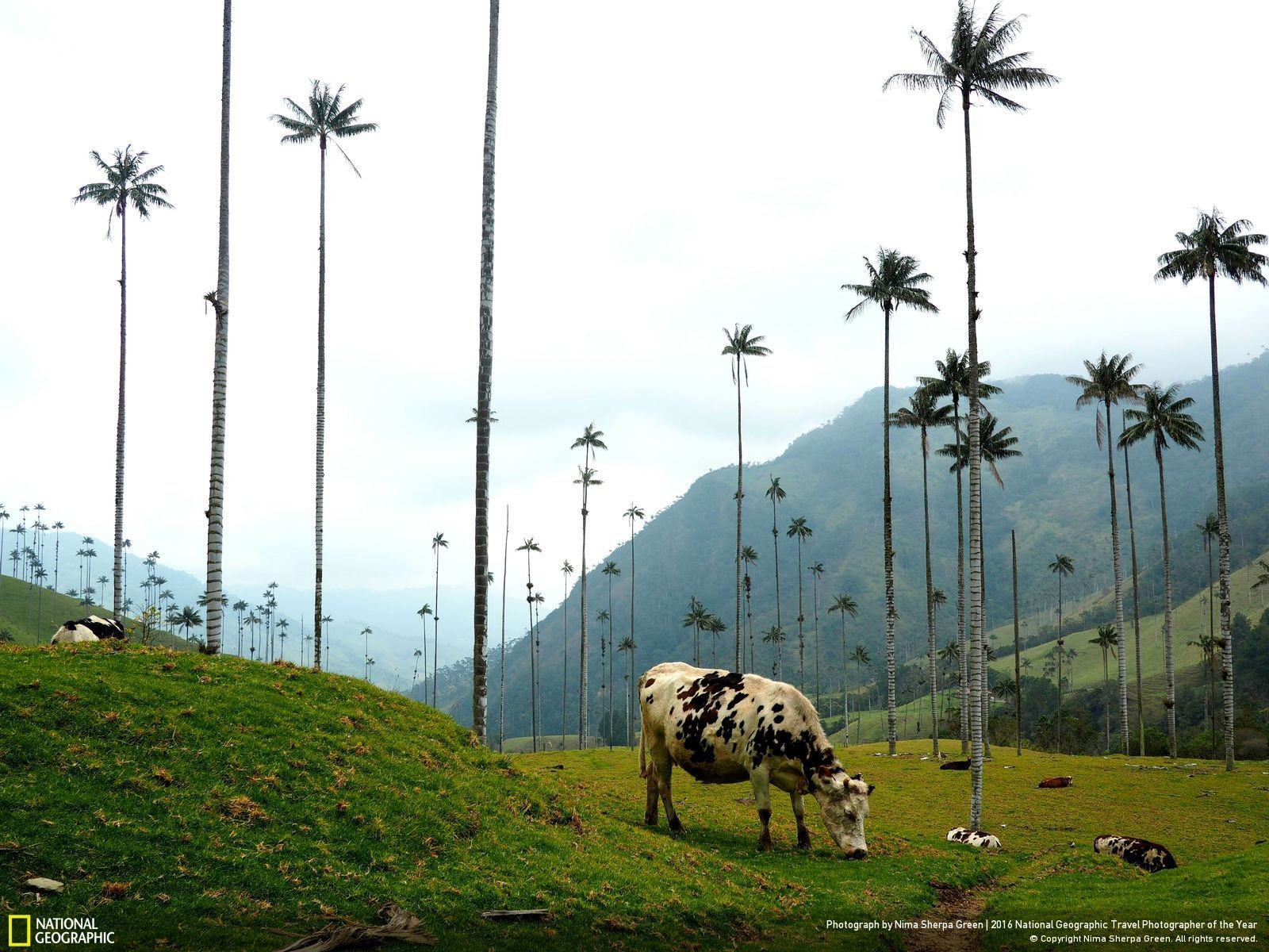 animals, National Geographic, Cow, Palm trees Wallpaper