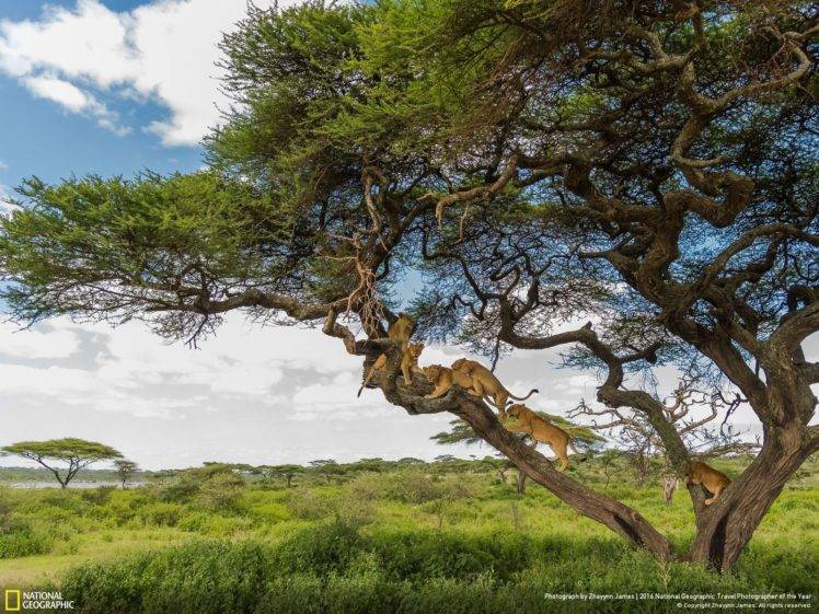 animals, National Geographic, Lion HD Wallpaper Desktop Background