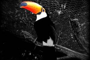 photographer, Uruguay, Toucans, Animals, Melankolia, Birds, Selective coloring