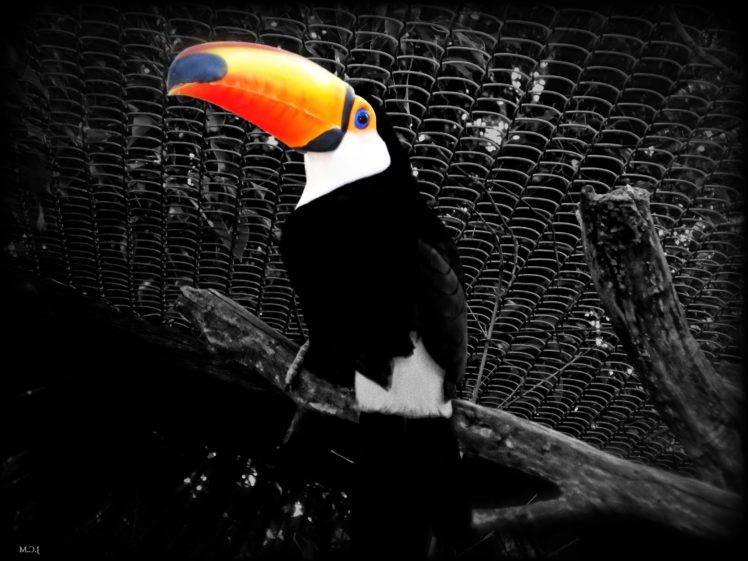 photographer, Uruguay, Toucans, Animals, Melankolia, Birds, Selective coloring HD Wallpaper Desktop Background