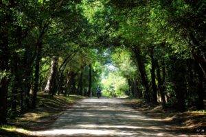 photographer, Uruguay, Path, Arbres, Forest
