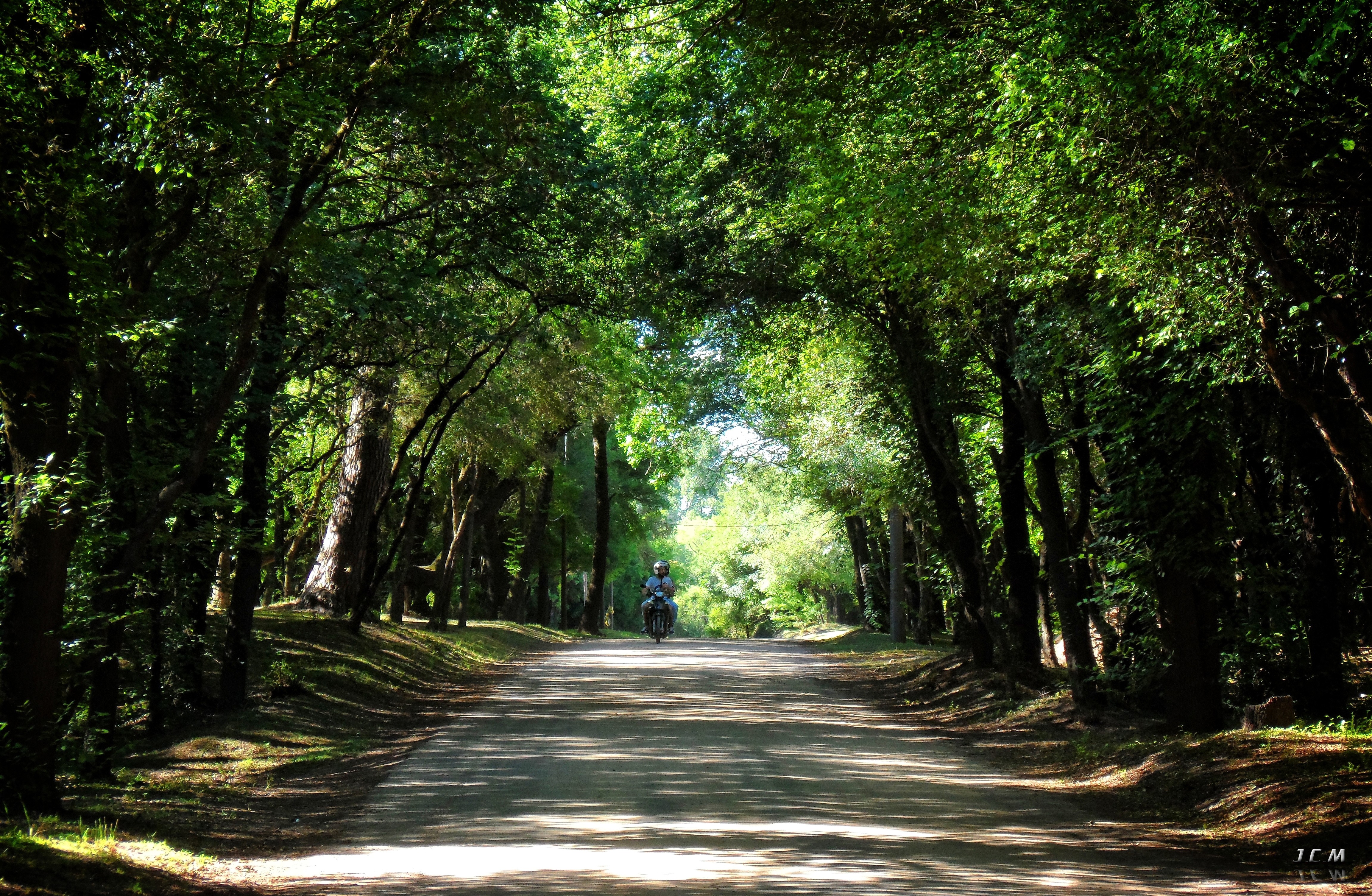 photographer, Uruguay, Path, Arbres, Forest Wallpaper