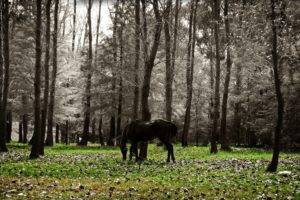 photographer, Uruguay, Horse, Animals
