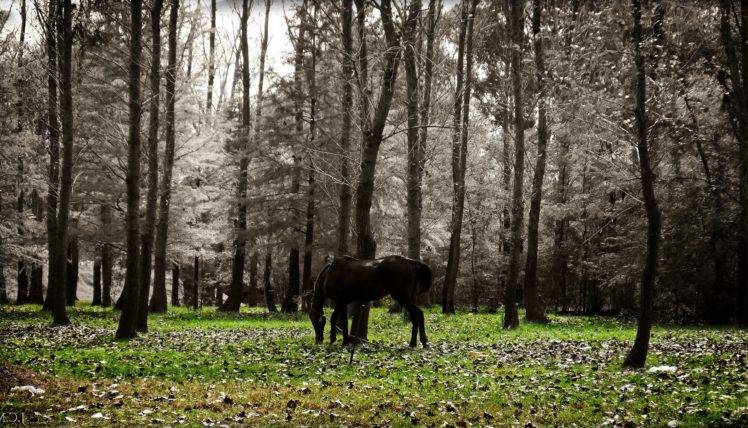 photographer, Uruguay, Horse, Animals HD Wallpaper Desktop Background