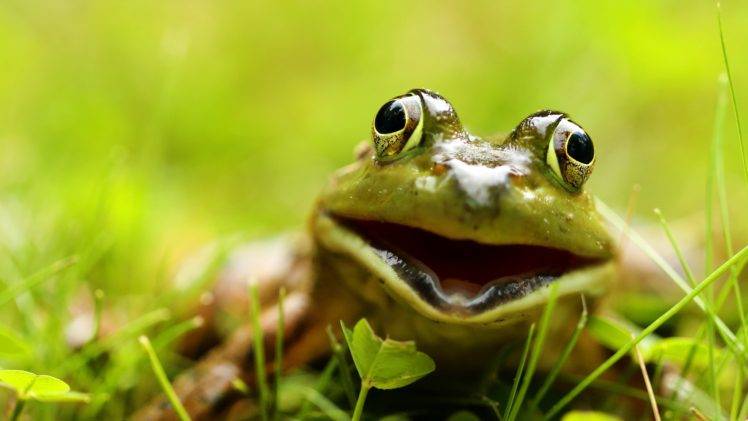 amphibian, Animals HD Wallpaper Desktop Background