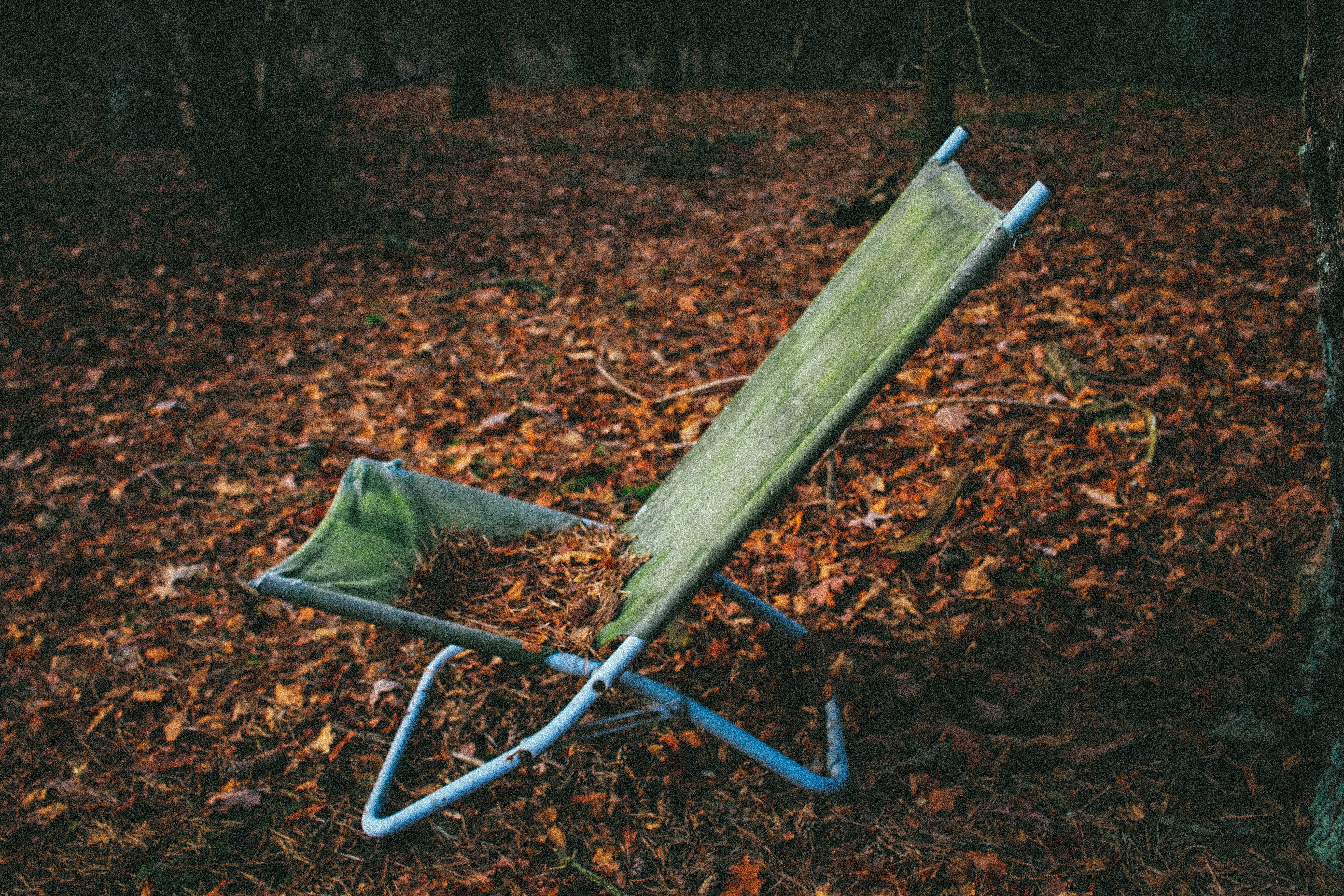 nature, Chair, Leaves, Forest, Trees Wallpaper