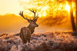 nature, Animals, Trees, Sunset, Deer