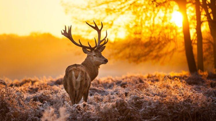 nature, Animals, Trees, Sunset, Deer HD Wallpaper Desktop Background