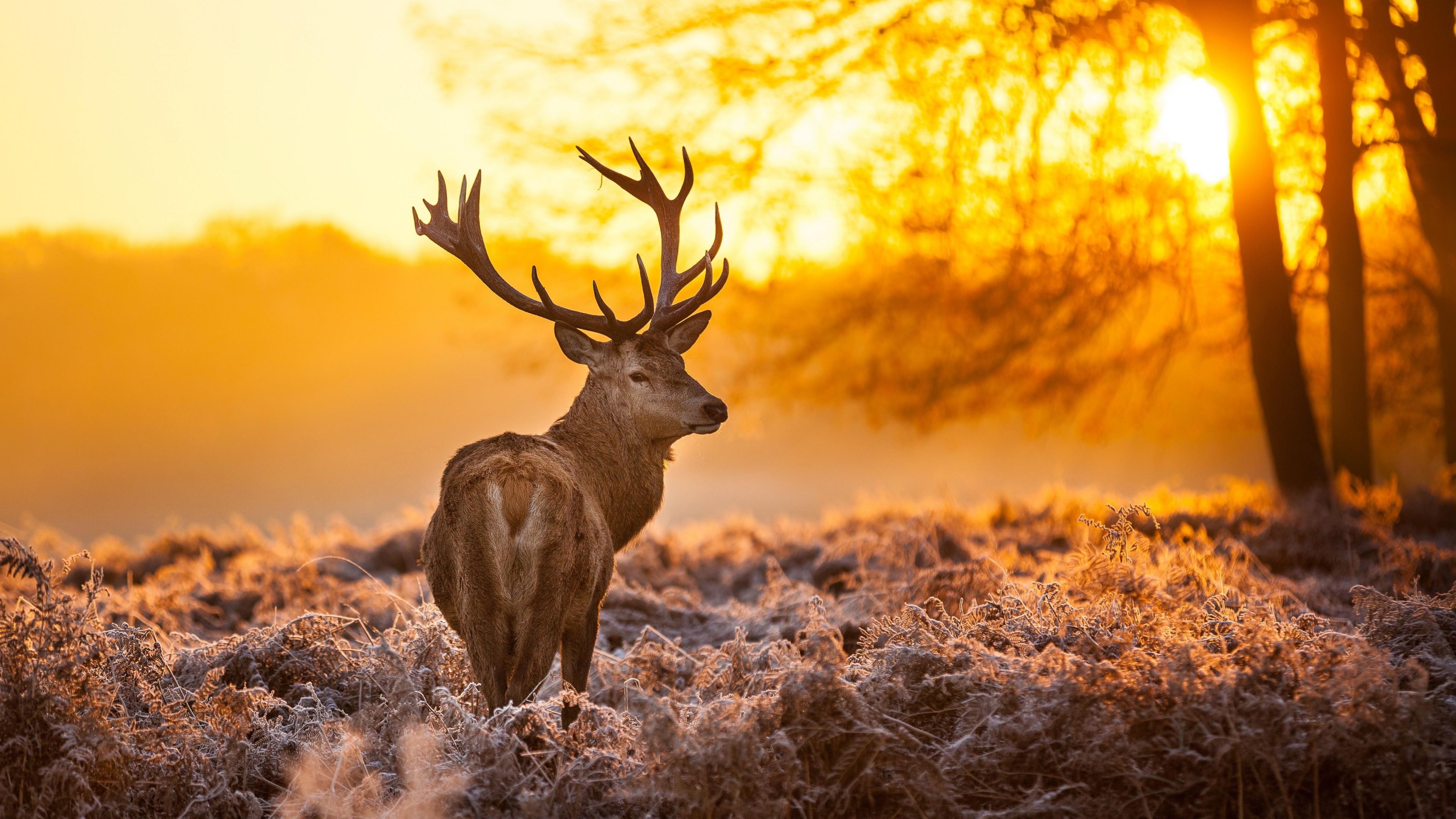 nature, Animals, Trees, Sunset, Deer Wallpaper