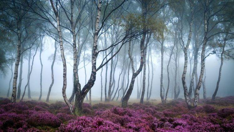 nature, Forest, Mist, Flowers, Pink HD Wallpaper Desktop Background