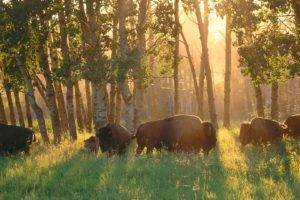 nature, Animals, Buffalo, Alberta, Canada, National park, Sun rays, Trees, Field, Forest