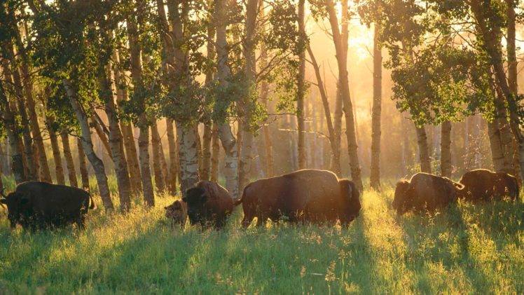 nature, Animals, Buffalo, Alberta, Canada, National park, Sun rays, Trees, Field, Forest HD Wallpaper Desktop Background