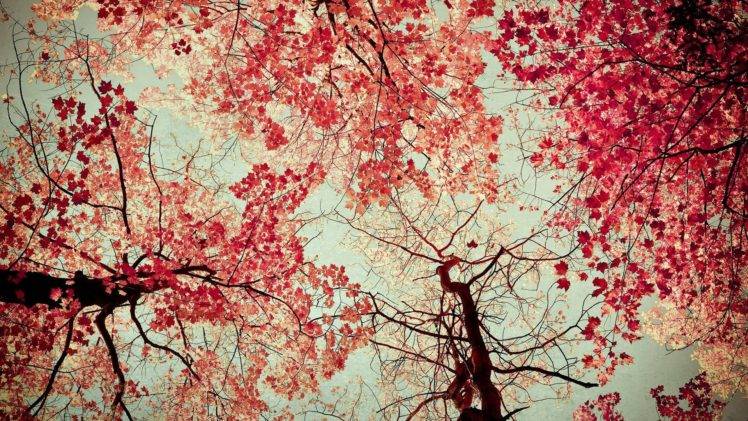 cherry blossom, Trees, Nature, Plants, Leaves HD Wallpaper Desktop Background