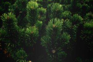 plants, Branch, Nature, Pine trees
