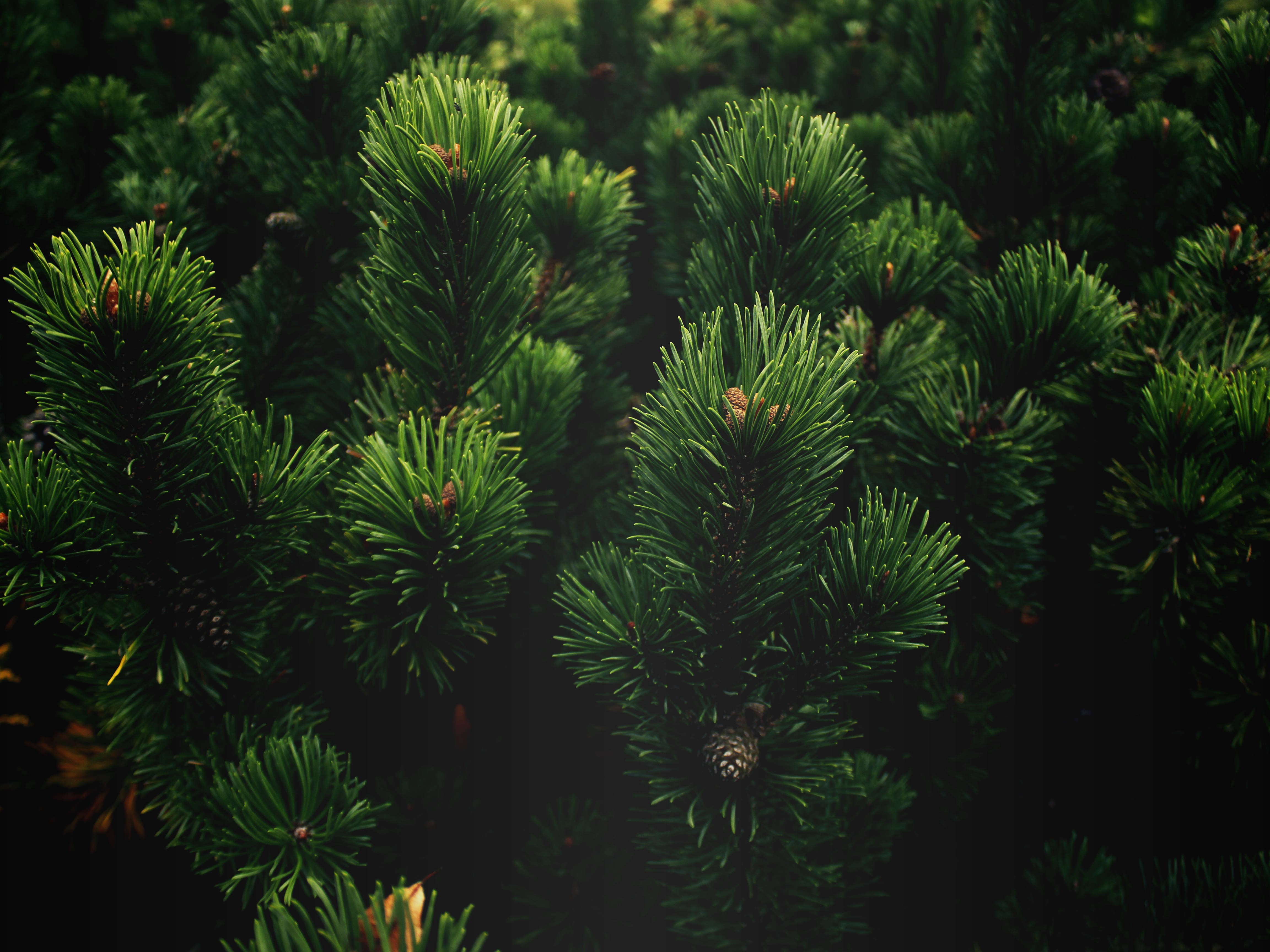 plants, Branch, Nature, Pine trees Wallpaper