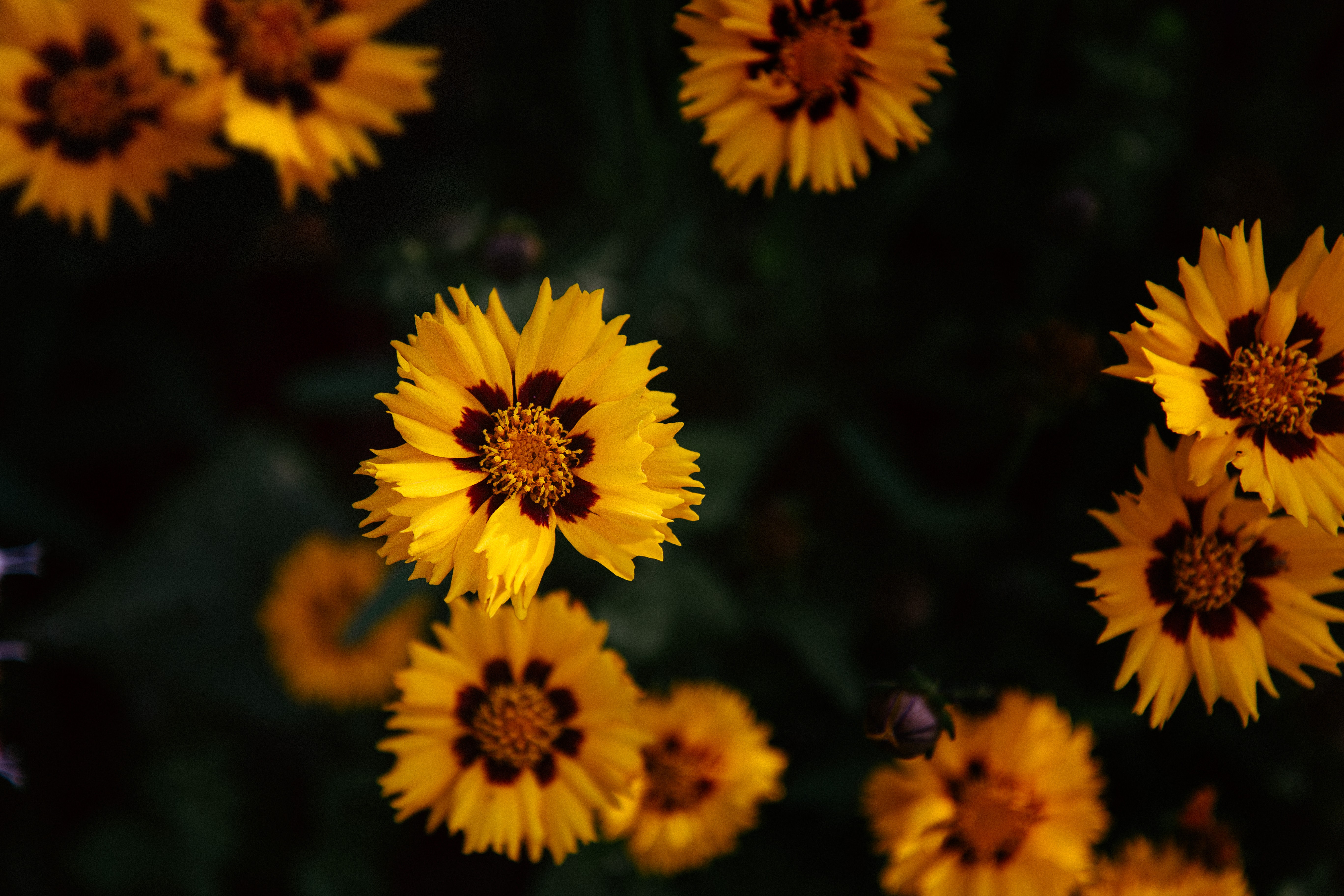 yellow flowers, Blossoms, Macro Wallpaper