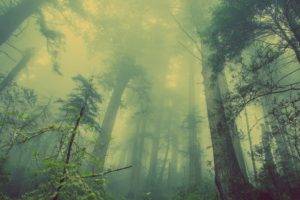 landscape, Forest, Trees, Mist, Nature