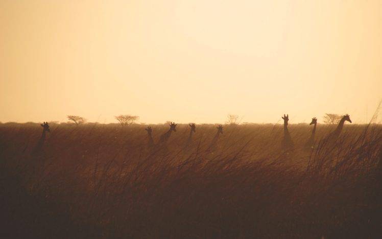 wildlife, Nature, Animals, Giraffes HD Wallpaper Desktop Background