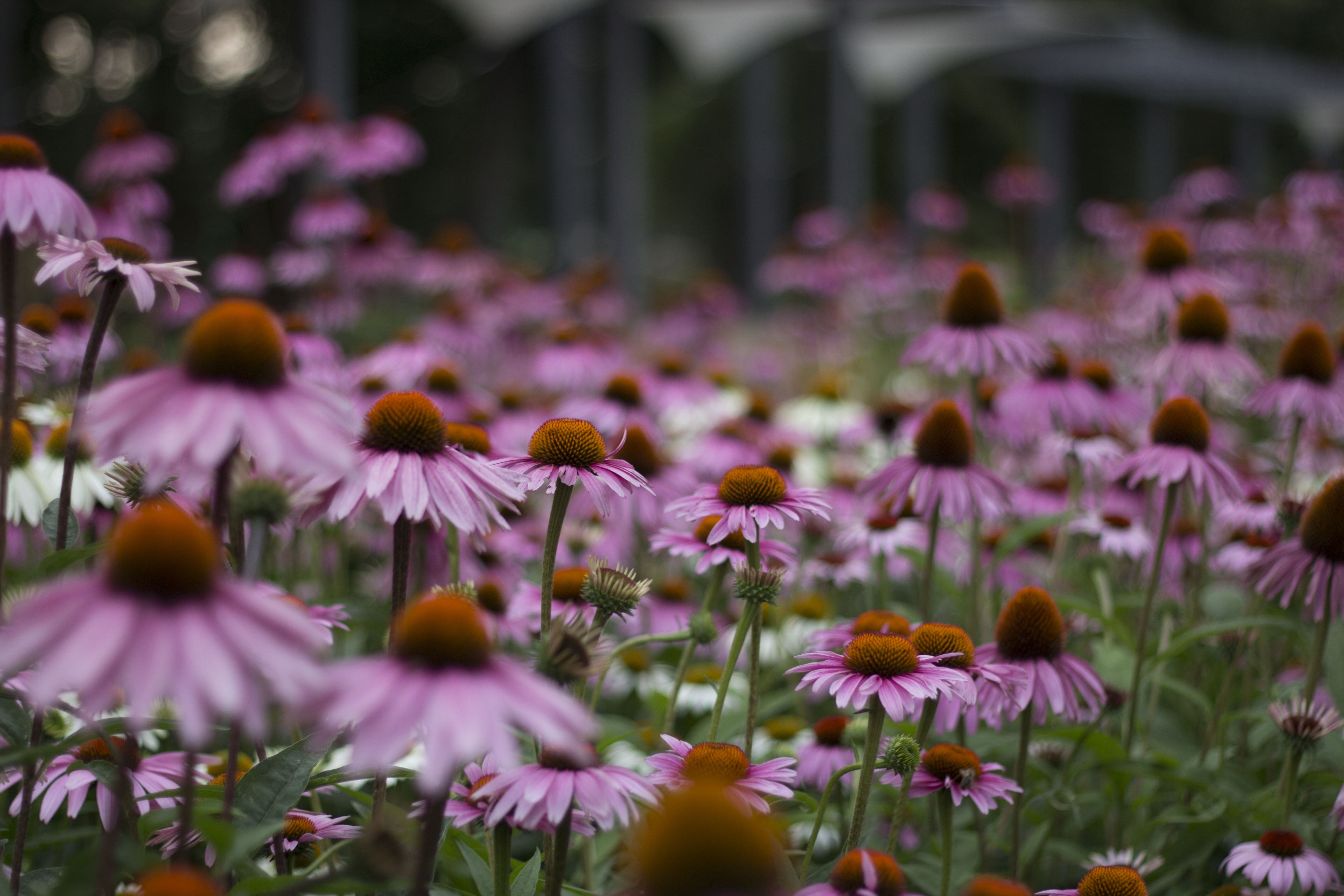 pink flowers Wallpaper