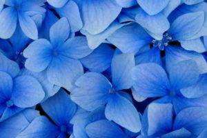nature, Blue, Blue background, Flowers, Petals, Flower petals, Blue flowers