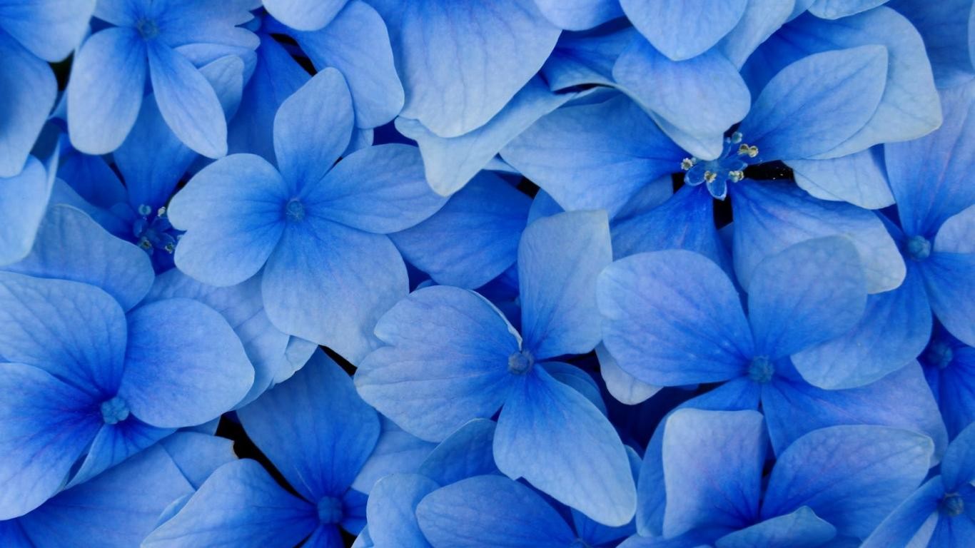 nature, Blue, Blue background, Flowers, Petals, Flower petals, Blue flowers Wallpaper